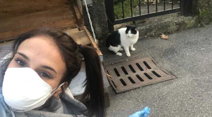 Coronavirus e volontariato, la cura degli animali randagi non si ferma