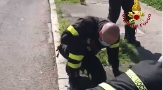 Cologno Monzese: anatroccoli intrappolati in un tombino, li salvano i Vigili del Fuoco