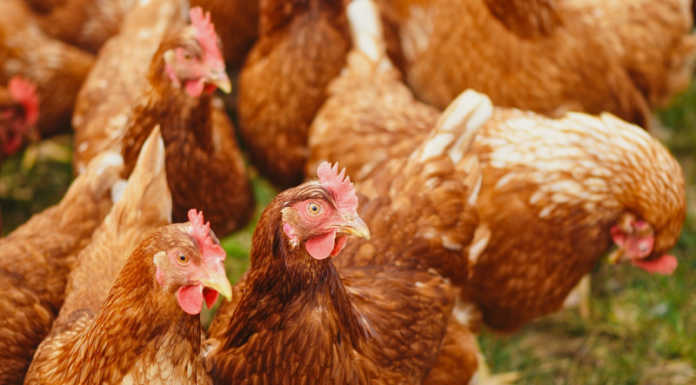 Mandello. Al tempo del coronavirus tornano di moda… i ladri di galline