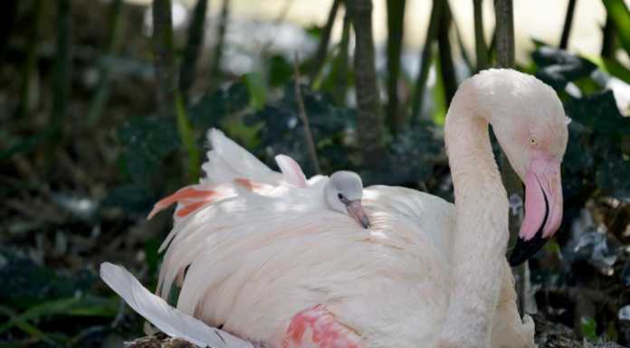 Nuovo arrivato al Parco delle Cornelle: è nato un piccolo fenicottero