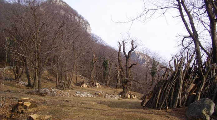 Attività selvicolturali, i chiarimenti della comunità montana Lario Orientale Val S. Martino