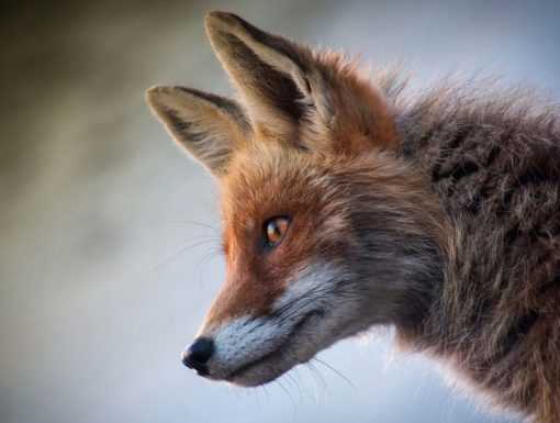 Albavilla, salva la volpe che si era nascosta nel sottotetto del supermercato