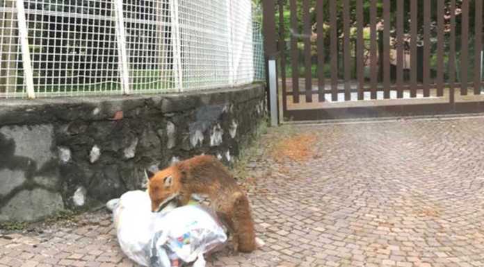 Dopo la notizia (falsa) degli orsi, ecco una volpe (vera) sulla Lecco-Ballabio