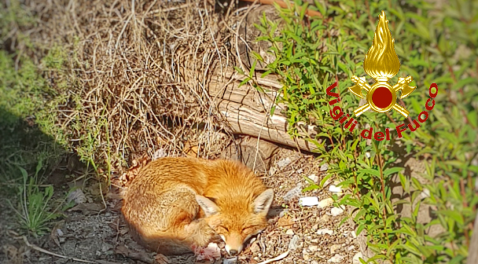 Rancio. Volpe ferita lungo un sentiero, recuperata e portata dal veterinario
