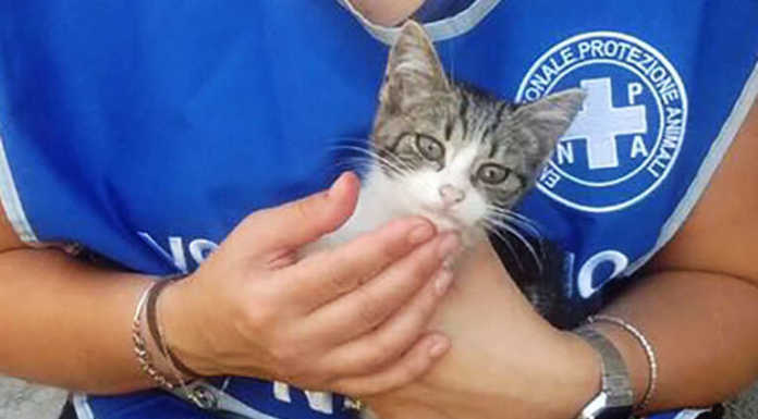 Protezione Animali, l’Enpa di Merate torna ad essere operativa sul territorio