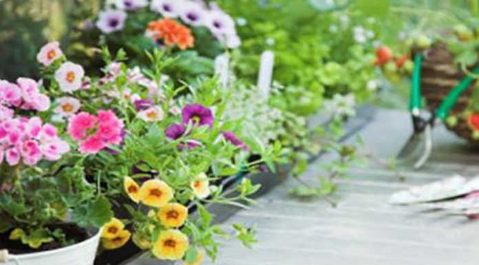 Riaprono le imprese florivaistiche, esulta la Coldiretti lecchese