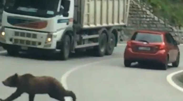 Macchè orsi sulla Lecco – Ballabio, il video è stato girato nel 2019 in Trentino