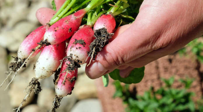 Attività agricole e silvopastorali non professionali, chiarimenti della Prefettura