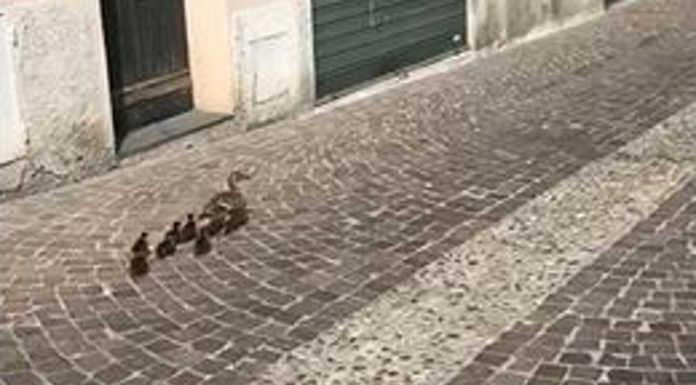 Olginate. Attraversa il paese deserto per accompagnare i suoi pulcini al lago (VIDEO)