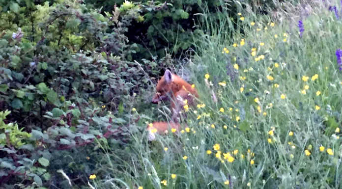 La volpe soccorsa dai Vigili del Fuoco è stata liberata