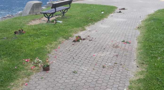 Bellano, vandali ubriachi devastano un’aiuola sul lago.