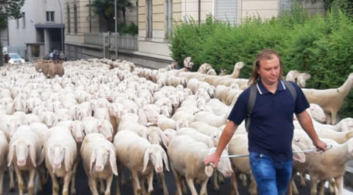 L’antico rito della transumanza si è ripetuto: 3000 pecore hanno attraversato Lecco (Video)