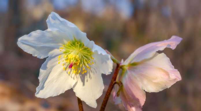 Monte Barro sublime emozione: ecco le fotografie premiate