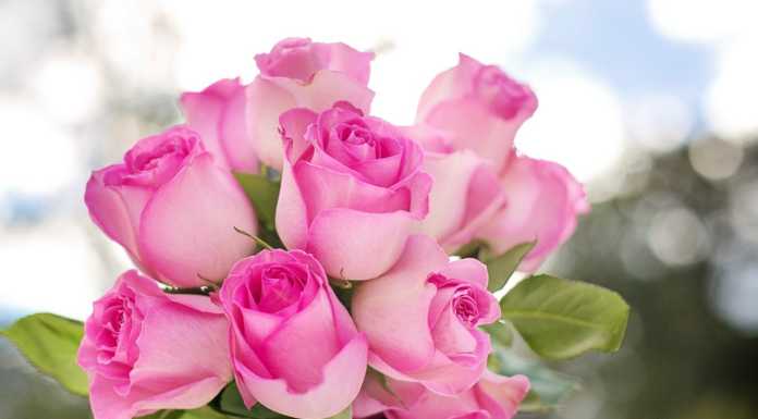 Un fiore virtuale da Lecconotizie: auguri a tutte le Mamme!