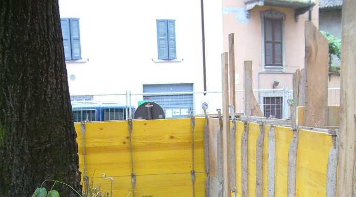 La verità sul tiglio di Acquate: ecco perché si è ammalato ed è stato tagliato