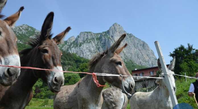 Gli asinelli di Brogno, mascotte di Rancio nel periodo del lockdown