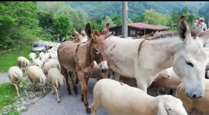 Transumanza: 3000 pecore attraversano Lecco