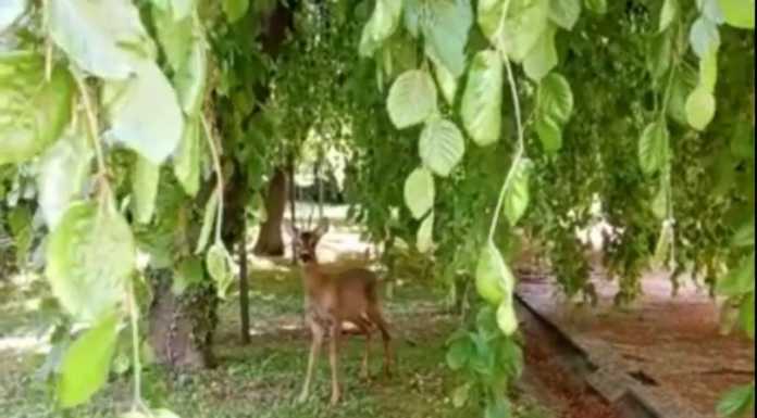 Merate, capriolo a spasso nel cortile di un condominio (VIDEO)