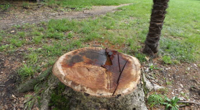 Tagliato un platano a villa Gomes, Buizza: “Dal 2014 persi circa 460 alberi”