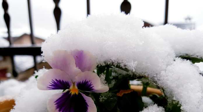 Al Parini un giardino di immagini e parole per raccontare il ‘tempo sospeso’