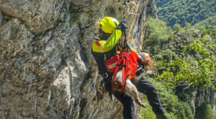 I vigili del fuoco salvano un cane al Cainallo, l’animale era sfuggito ai padroni