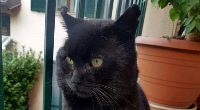 Alserio. Gatto ferito da uno sparo, la denuncia della proprietaria