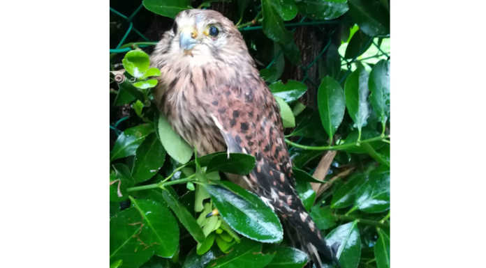 Calco, un gheppio fa capolino in una siepe. Intervento della Polizia provinciale