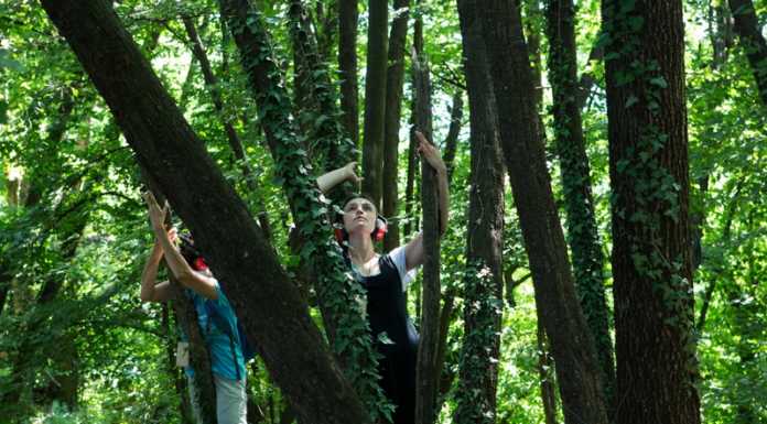 Escursione sui sentieri del Monte di Brianza alla scoperta degli ‘Alberi maestri’