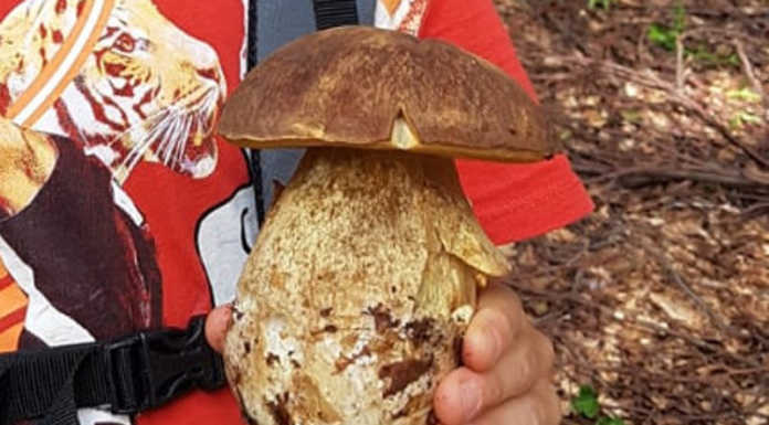La stagione dei funghi è iniziata: il piccolo “fungiatt” Samuele lo può ben dire