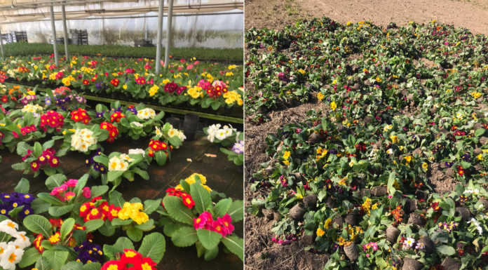 Florovivaismo: la crisi del settore che sul Lario conta 3 mila addetti