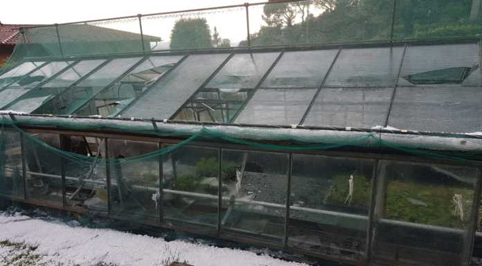 Serre e vivai distrutti dalla grandine. La testimonianza di due agricoltori