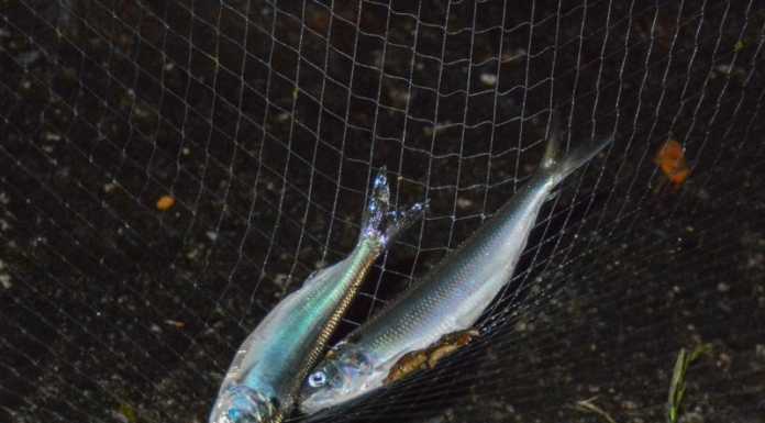 Si è aperta la pesca all’agone, tra i pesci ‘simbolo’ del Lario