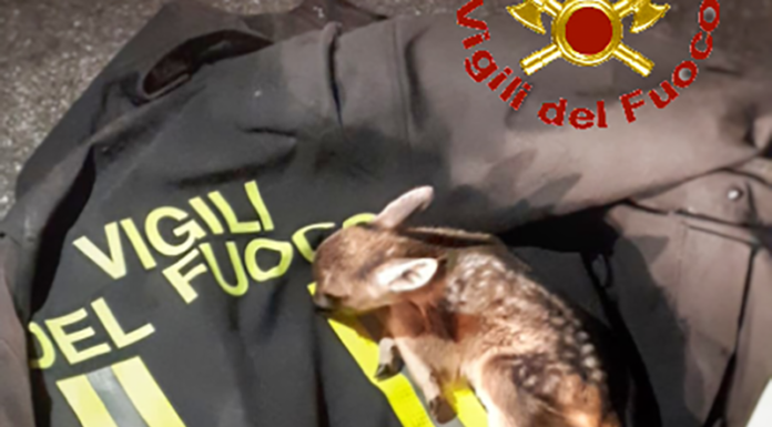 Un torello caduto al Cainallo e un cucciolo di cerbiatto ferito, soccorsi dai pompieri