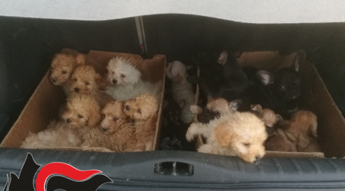 Lodi. Scoperto un traffico illegale di cuccioli dall’Est Europa: quattro arresti