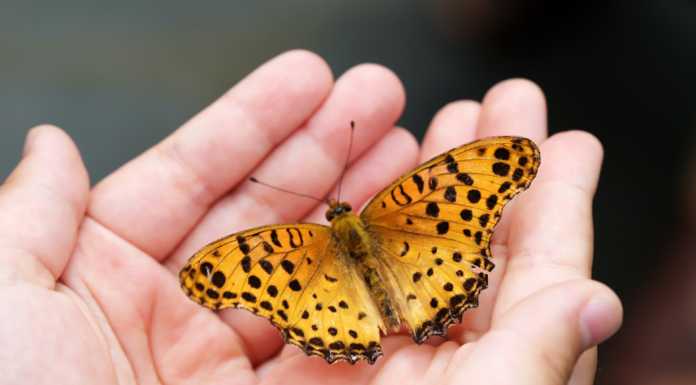 Valsassina. Campi Natura per i più piccoli con la Comunità Montana