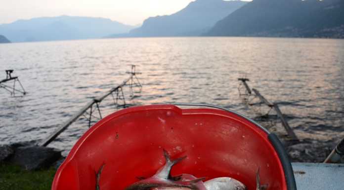 Lunedì si apre la pesca all’agone: già partiti i controlli sul lago