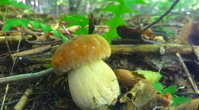 Funghi, in Ats lo sportello gratuito per il controllo di quelli commestibili