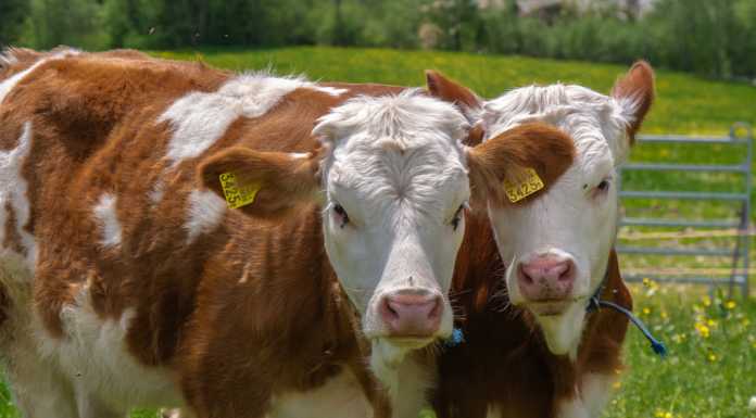 Bellano. Nuovo risultato positivo per l’iniziativa “Adotta una mucca”