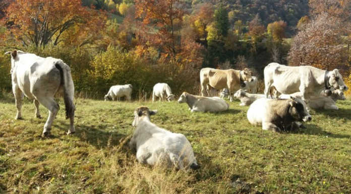 Alpeggi di Bobbio, il Tar dà ragione all’azienda agricola Nicola Milani