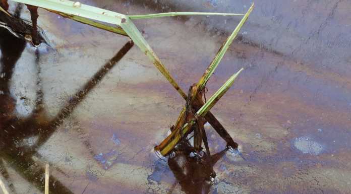 Politecnico. Da Lecco una App per prenderci cura dei nostri laghi