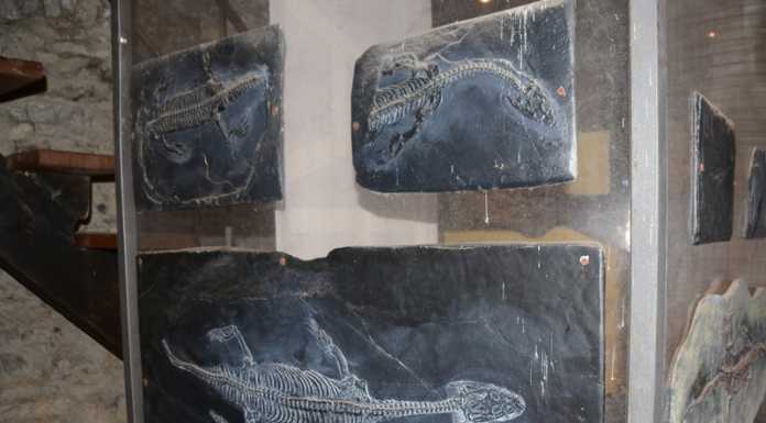 Tutto sul Lariosauro: un incontro con Giancarlo Colombo a Perledo