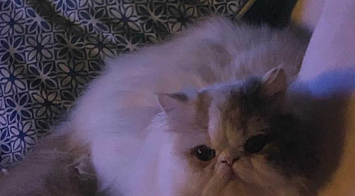 Nibionno, tre gatti morti in via Manzoni: “Sono stati avvelenati”