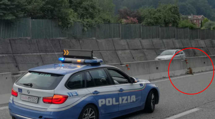 Mandello. Volpe ferita sulla SS36, in suo aiuto arriva la Polstrada