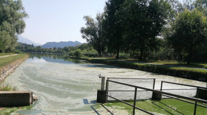 L’appello dell’associazione Monte di Brianza: “Salviamo l’ecosistema del lago di Sartirana”