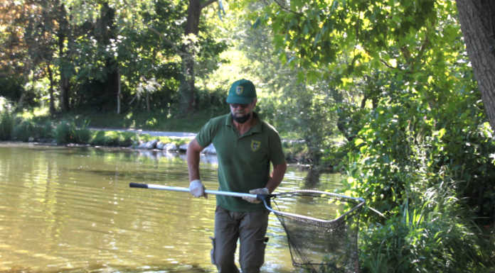 Pesci morti al lago di Sartirana, il comitato civico ambiente: “E’ mancato il dottore al capezzale del malato”