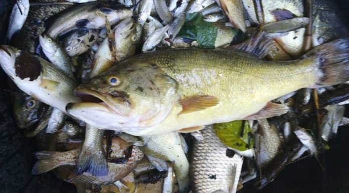 Simonetti (Fipsas) sulla moria di pesci a Sartirana: “Invito Fontana a vedere questo disastro”