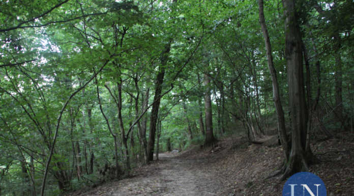 Giornata dell’albero. Oltre 260mila euro al Lecchese per boschi di pianura e collina