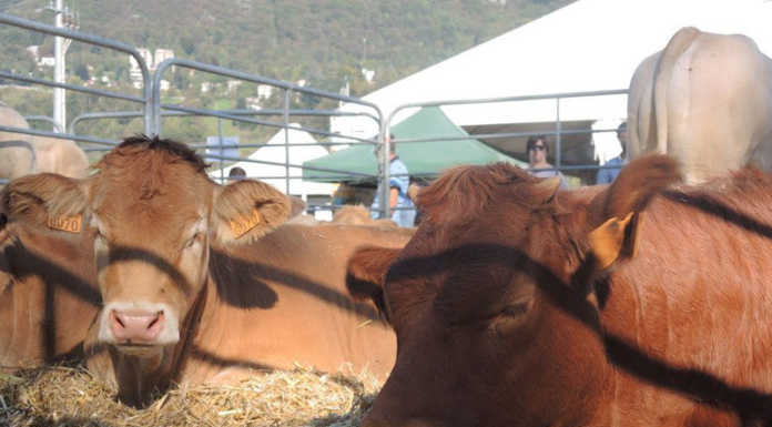 Annullata la 95esima edizione delle Manifestazioni Zootecniche Valsassinesi