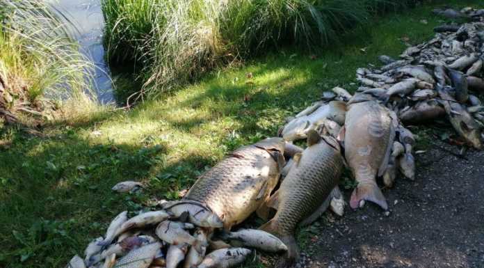Moria di pesci nel Lago di Sartirana: “La causa è la mancanza di ossigeno”