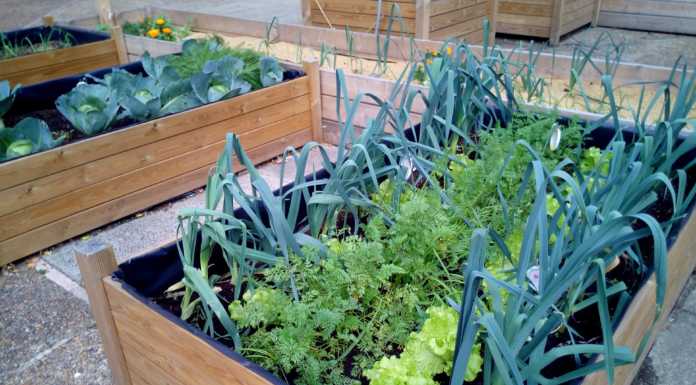 Coldiretti: “Crescono gli orti urbani”. A Lecco si contano 10mila metri quadrati